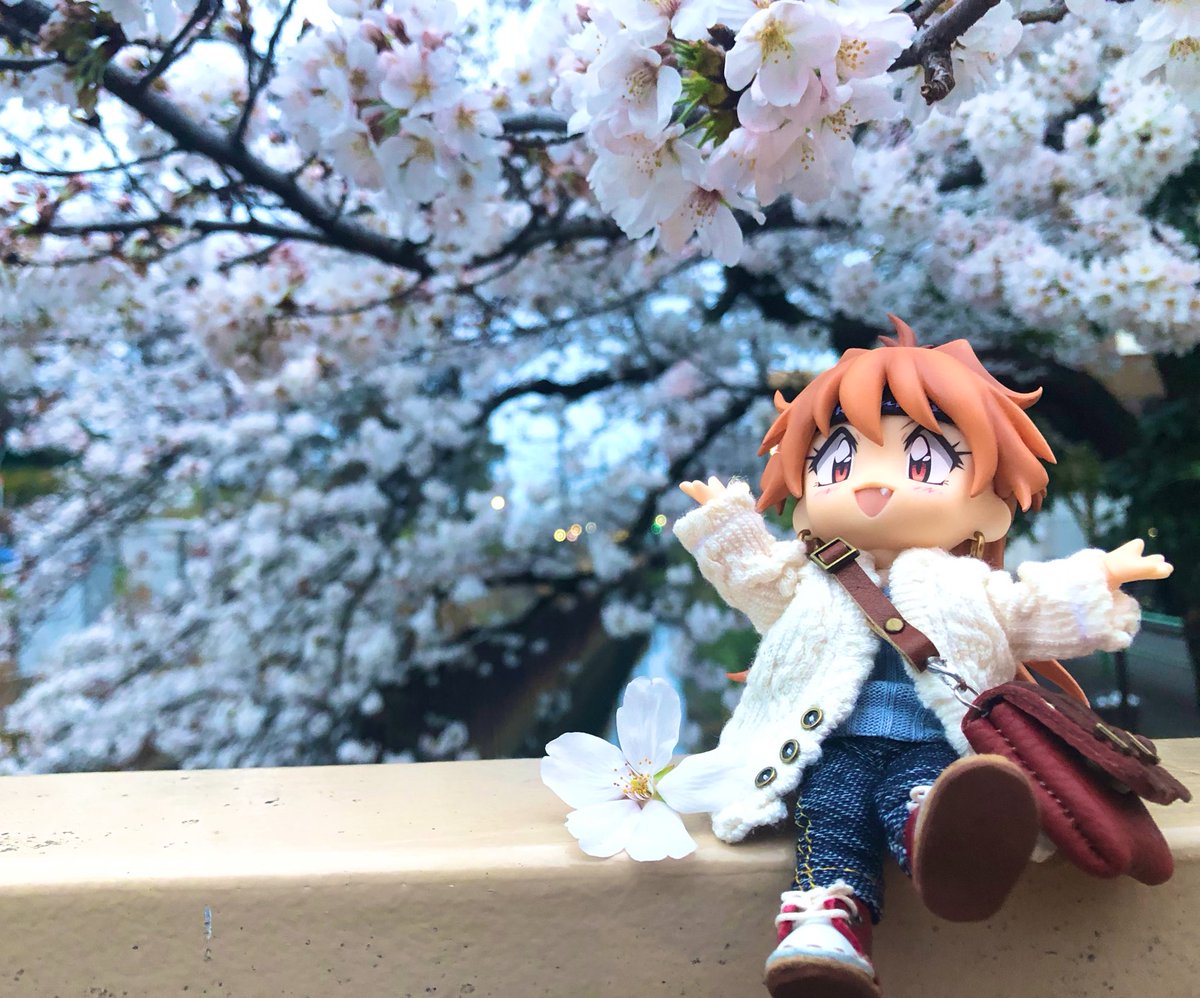 jyuno_letsgo's tweet photo. ねんどろリナちんとお花見してきたよー！🌸すっかり春だ。お花の下でご飯も食べたかったな🍱✨ https://t.co/4AyjpNtQQx