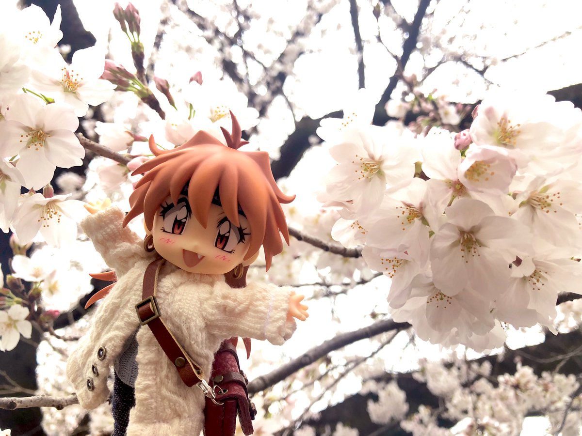 jyuno_letsgo's tweet photo. ねんどろリナちんとお花見してきたよー！🌸すっかり春だ。お花の下でご飯も食べたかったな🍱✨ https://t.co/4AyjpNtQQx