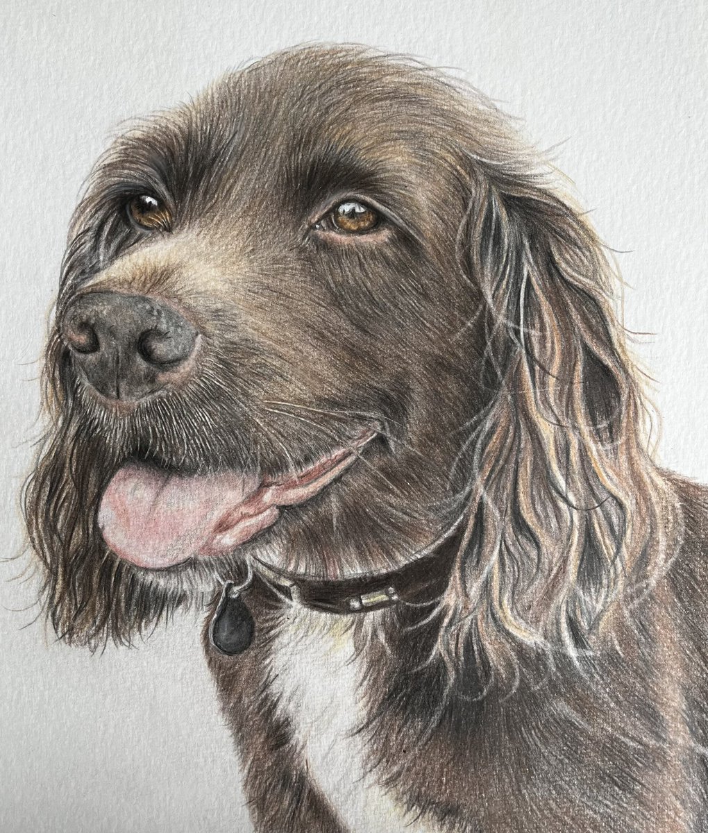 studio_1505's tweet photo. @TheoPaphitis The beautiful Gladys in coloured pencils #colouredpencils #pencilart #realisticart #dogs #pets #family #love https://t.co/TCXn4AHax6