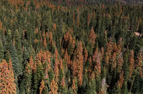 TejaKattenborn's tweet photo. New study ⬇️
#Treemortality is on the rise due to #climatechange. 
#Earthobservation 🛰️ seem to be a promising tool to map dead trees cover over large areas. But there is not yet a large scale &amp; fine-scaled product available since mapping dead trees is not that as easy...
(1/6) https://t.co/pMTmeBvDDV