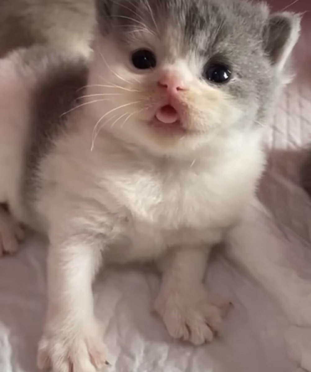 trouble-on-twitter-why-do-kittens-look-like-that