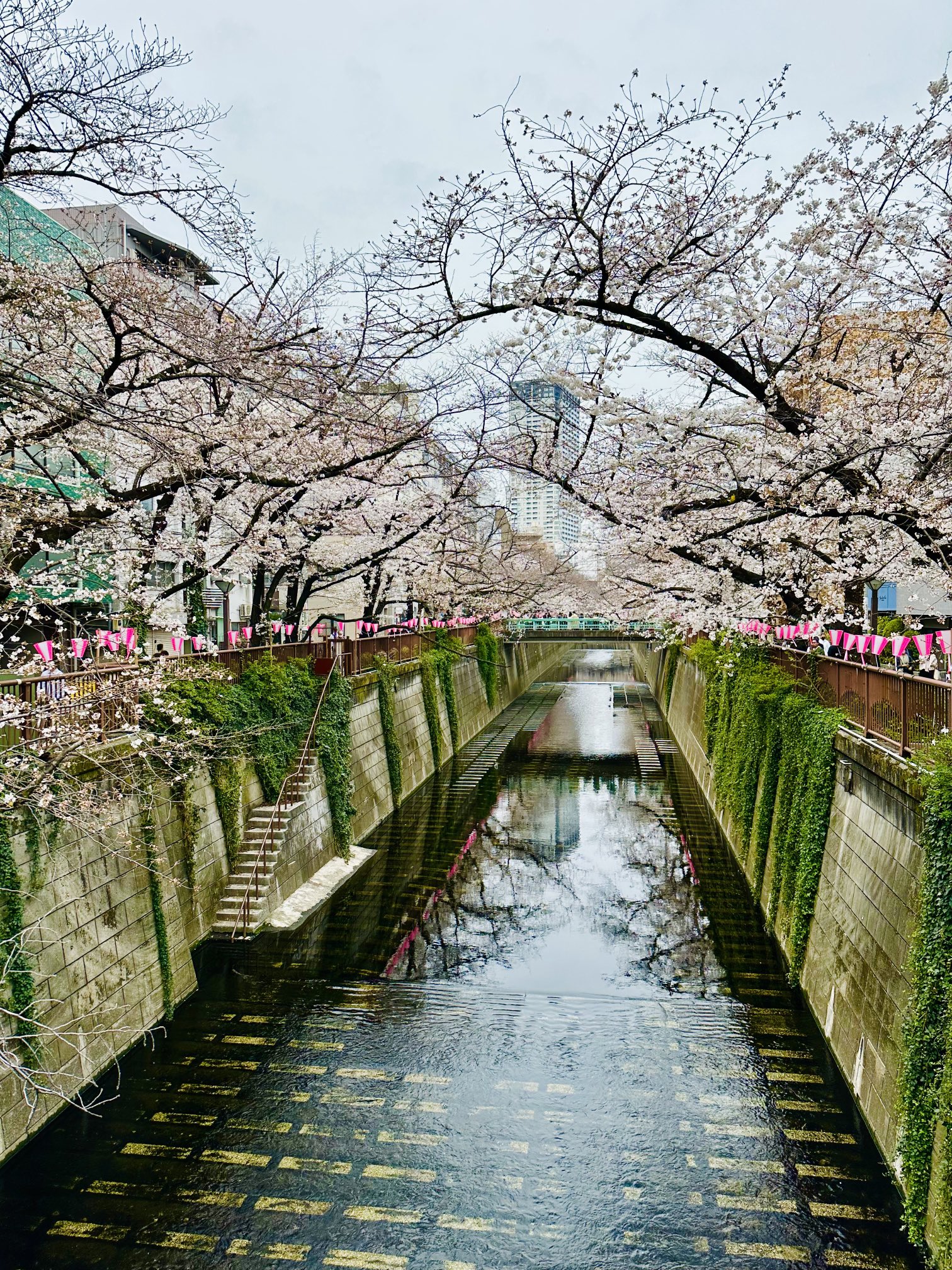 🌾Food Sake Tokyo🍙🌻坂本ゆかり (@YukariSakamoto) / Twitter