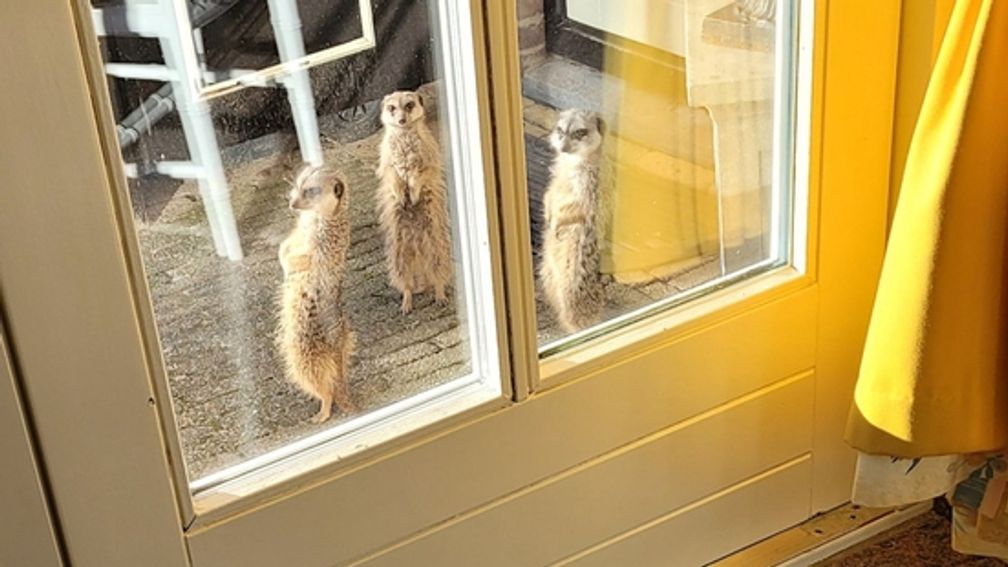 NieuwsNu123's tweet photo. Stokstaartjes ontsnapt uit tuin: ‘Ze zijn gewoon niet te vangen’.

https://t.co/z2V1CbSl1M

In ‘s-Gravenzande wordt al twee weken uitgekeken naar drie stokstaartjes. De exotische diertjes wisten uit hun buitenverblijf te breken en zwerven sindsdien rond in het Westlandse ... https://t.co/26bXFRUlm3