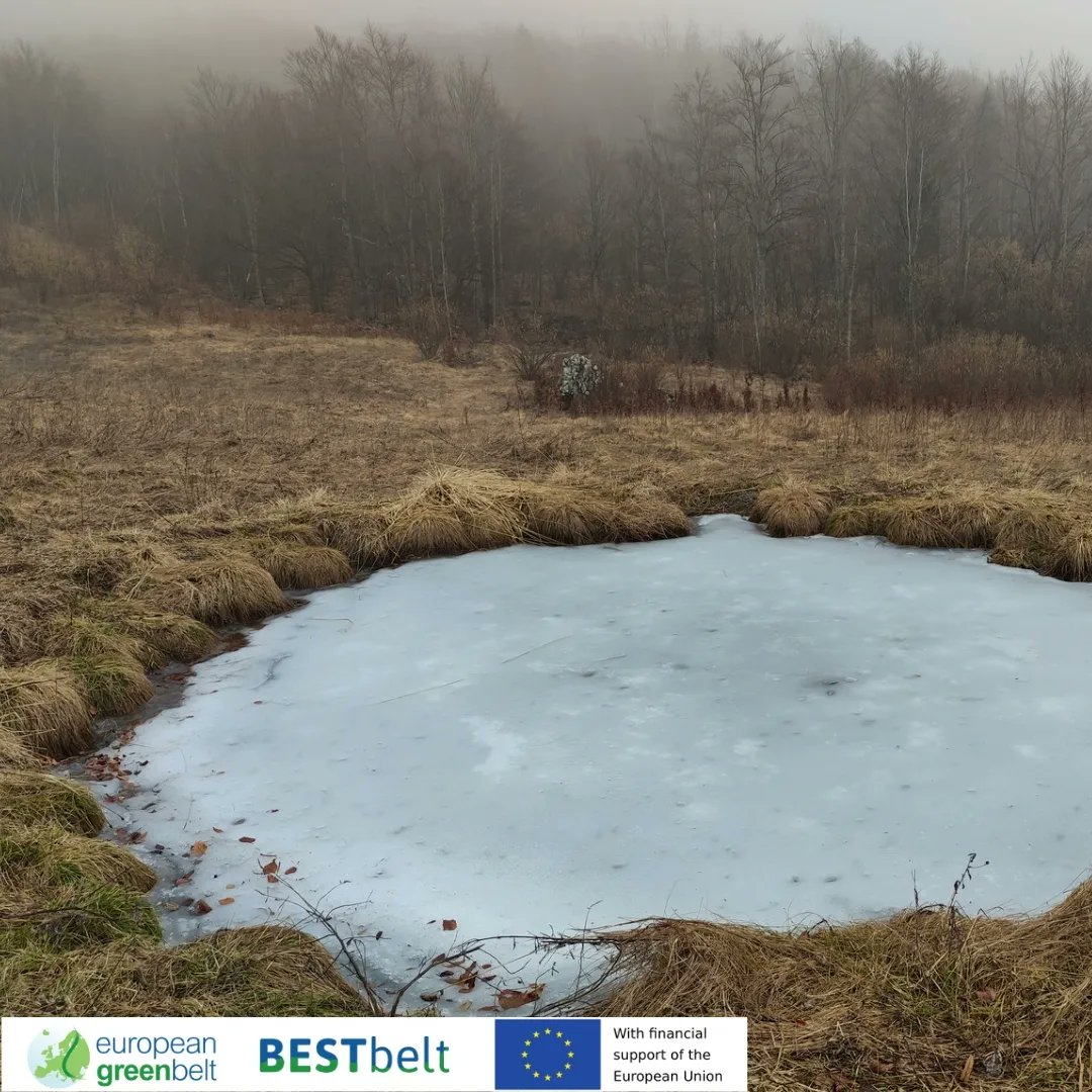 ReteItalia_EGB's tweet photo. #Spawning season has started in Lusevera ponds! Here some before/after pics to show the differences in #pond life in just 20days! As you can see, spring has sprung for #ranatemporaria !

#bestbeltlusevera22
#BESTbelt #EU_commission #EU_ENV #riegb #egb #fvg https://t.co/PBoPRTbqn9