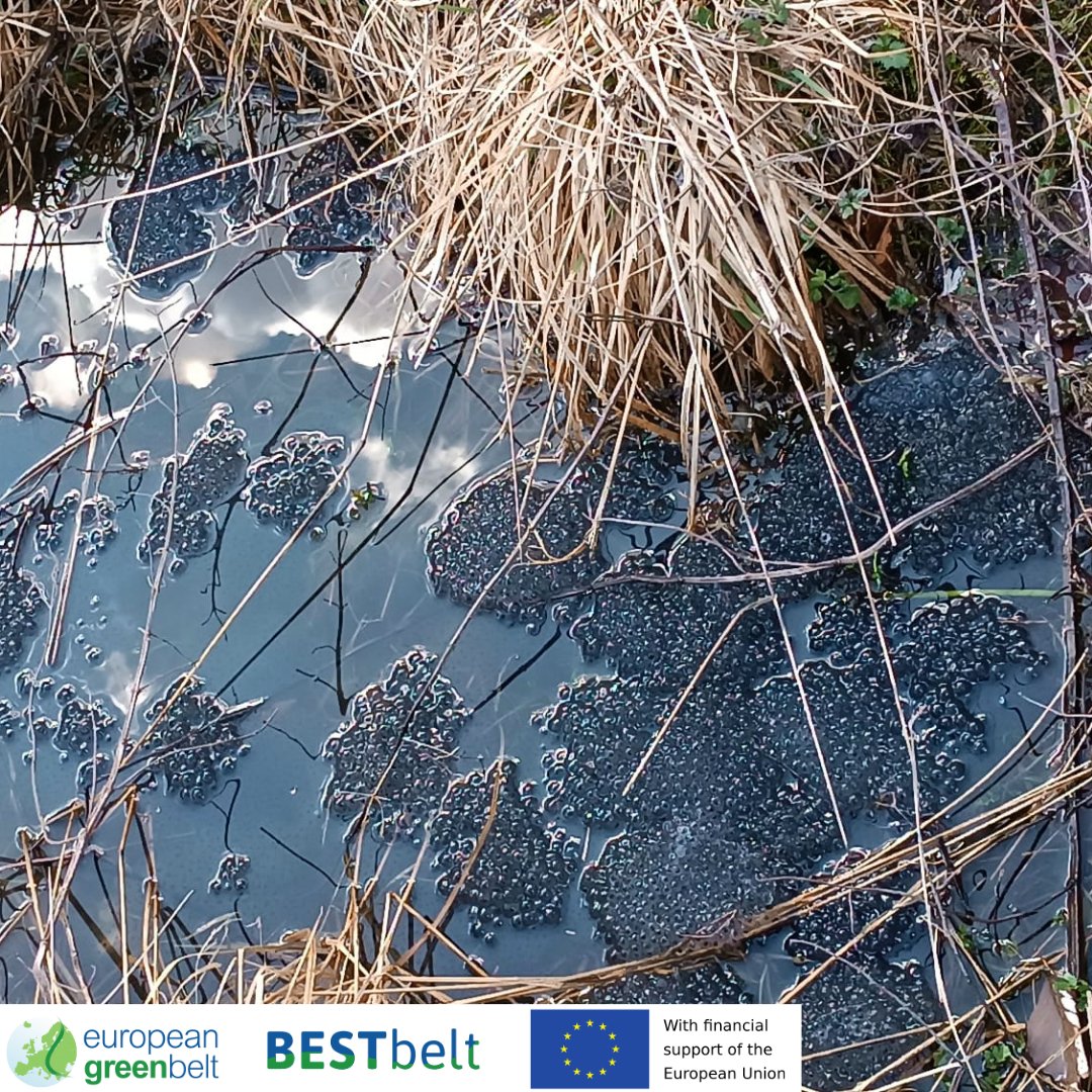 ReteItalia_EGB's tweet photo. #Spawning season has started in Lusevera ponds! Here some before/after pics to show the differences in #pond life in just 20days! As you can see, spring has sprung for #ranatemporaria !

#bestbeltlusevera22
#BESTbelt #EU_commission #EU_ENV #riegb #egb #fvg https://t.co/PBoPRTbqn9