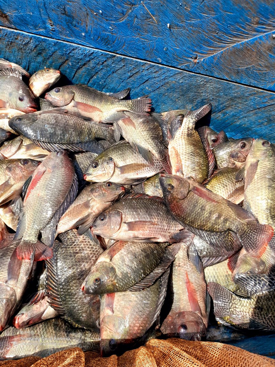 SamakiVillage's tweet image. Fresh fish delivered right to your doorstep? Yes please! 🐟🚚 Order now from Samaki Village and taste the difference in quality and flavor. #fishdelivery | Wewe | Maseno University | Muhoho Kenyatta | DJ Fatxo | Kg to Ksh | #MainaAndKingangi | Sakaja | #KwamboxAndObinna