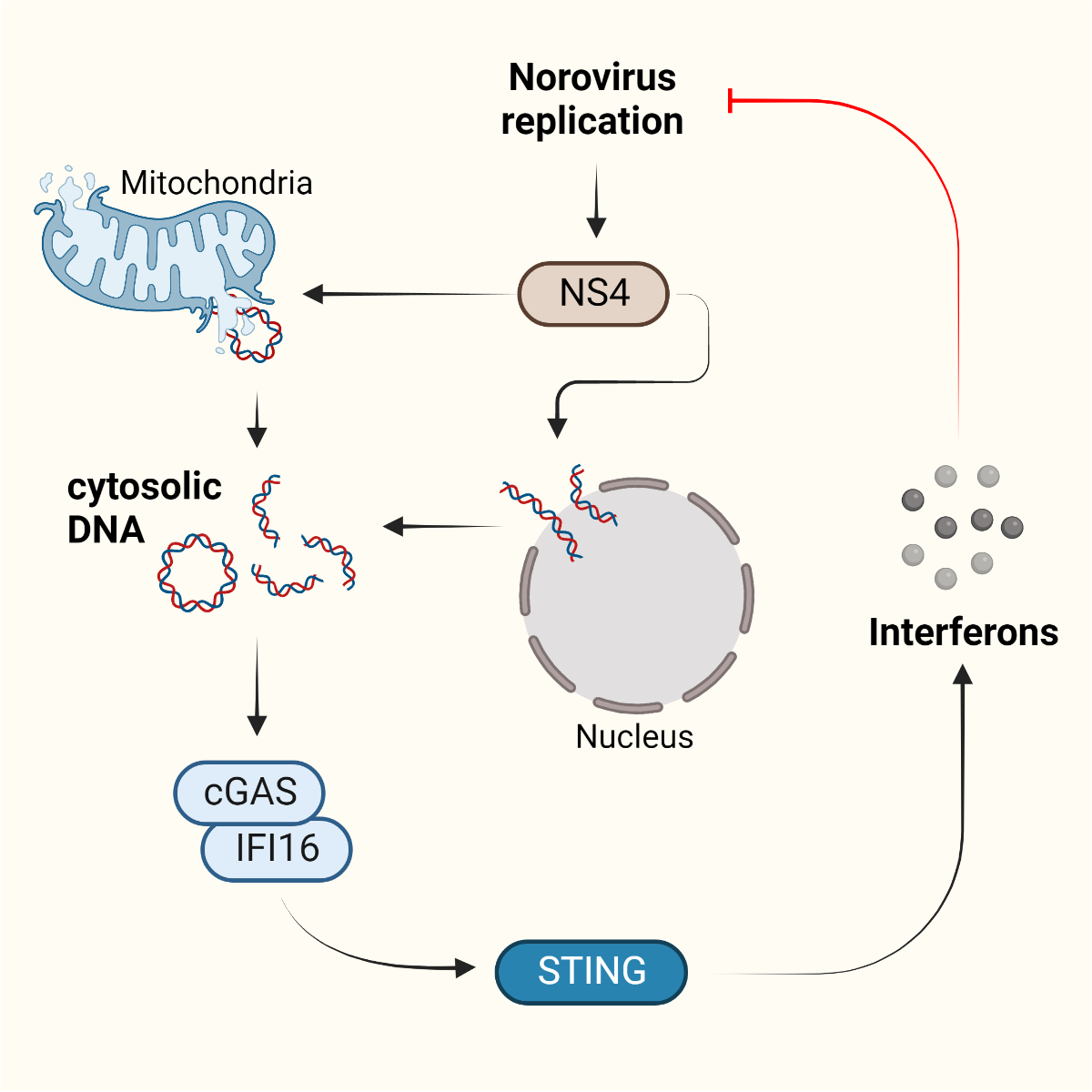 aminuSjahun's tweet photo. Exciting news! Our paper "Leaked genomic and mitochondrial DNA contribute to the host response to noroviruses in a STING-dependent manner" is now available online @CellReports ! https://t.co/VdMrgrEzs8 #norovirus #immunology #innateimmunity (1/7) https://t.co/ErqIWGunwZ