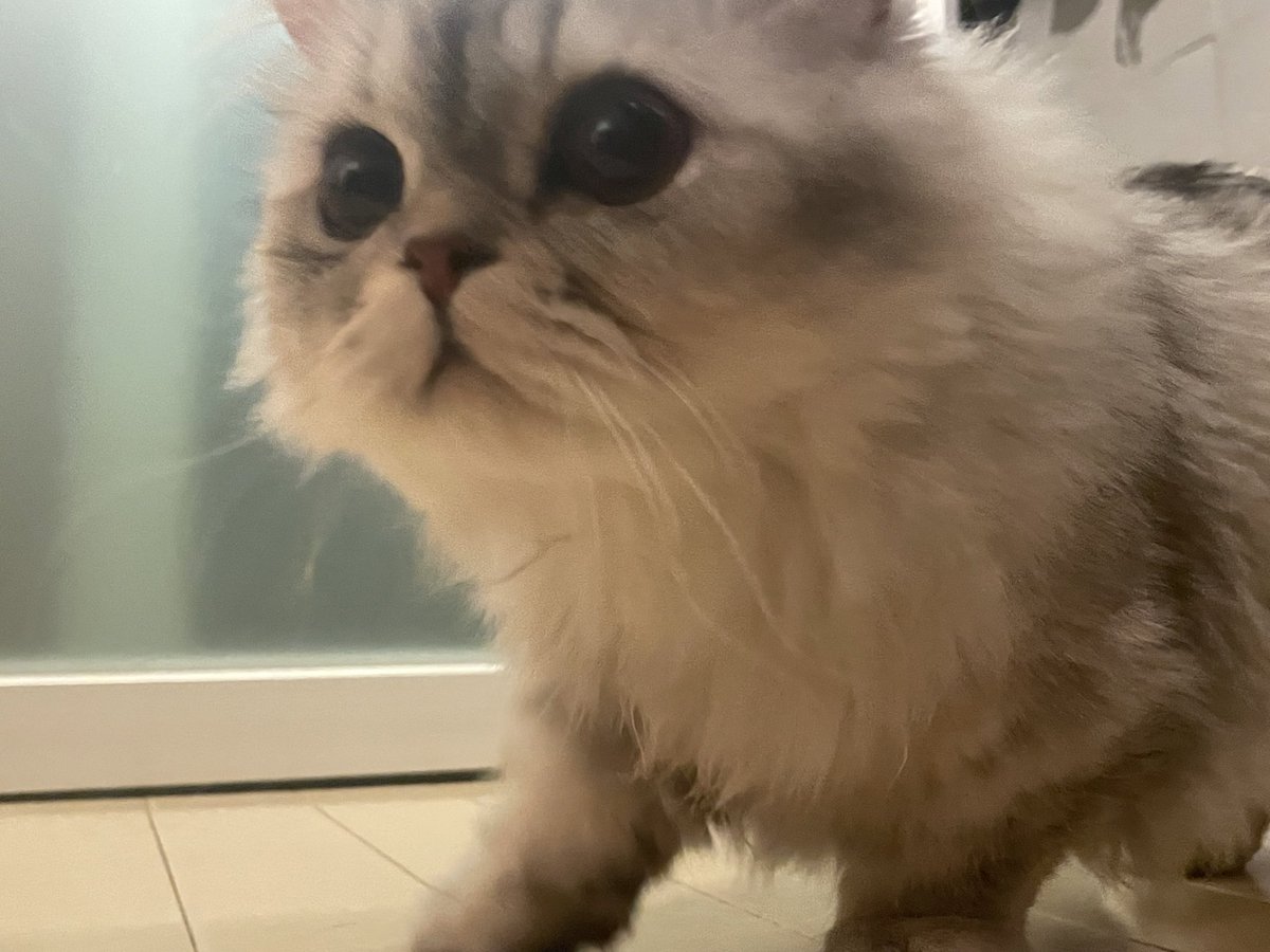＃猫