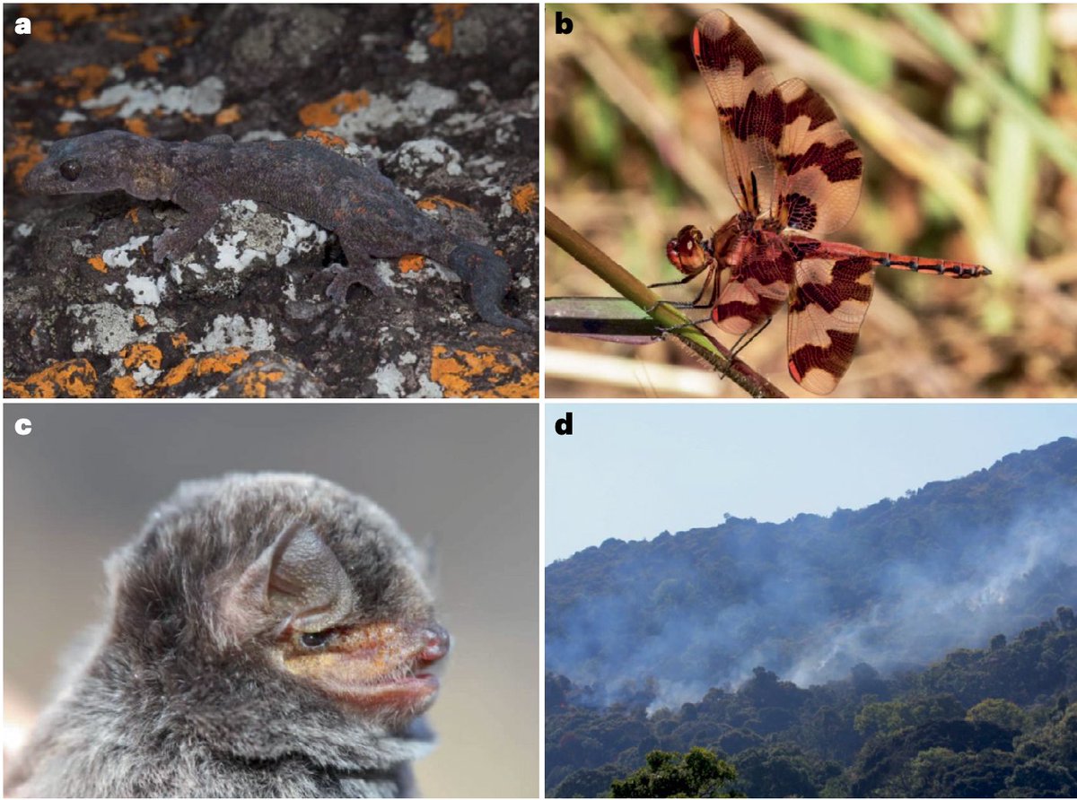 Luke L. Powell (@lukelpowell) on Twitter photo The #Namba mountains in #Angola represent the last ~700 ha of Afromontaine forest in southwestern Africa, and they are imminently threatened by fire. Check out our article in NEE. go.nature.com/404eX76 #ornithology <a href="/RainforestTrust/">Rainforest Trust</a> <a href="/PedroBeja12/">Pedro Beja</a> <a href="/RicardoNature/">Ricardo Rocha</a> The #Namba mountains in #Angola represent the last ~700 ha of Afromontaine forest in southwestern Africa, and they are imminently threatened by fire. Check out our article in NEE. go.nature.com/404eX76 #ornithology <a href="/RainforestTrust/">Rainforest Trust</a> <a href="/PedroBeja12/">Pedro Beja</a> <a href="/RicardoNature/">Ricardo Rocha</a>