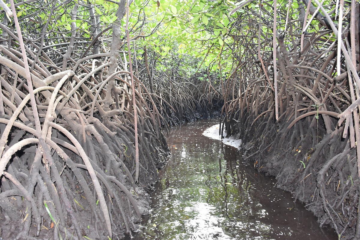WetlandsIntEA's tweet photo. On this International Day of Forests, we interview @eva_ntara of @FAO on how they are using Global Mangrove Watch to fill gaps on emission data for FAO Kenya. #forestday #rootsofhope #powerofwetlands #actforwetlands #generationrestoration

Read more here: https://t.co/igg2qskrKw https://t.co/WUMZ3nC5a3