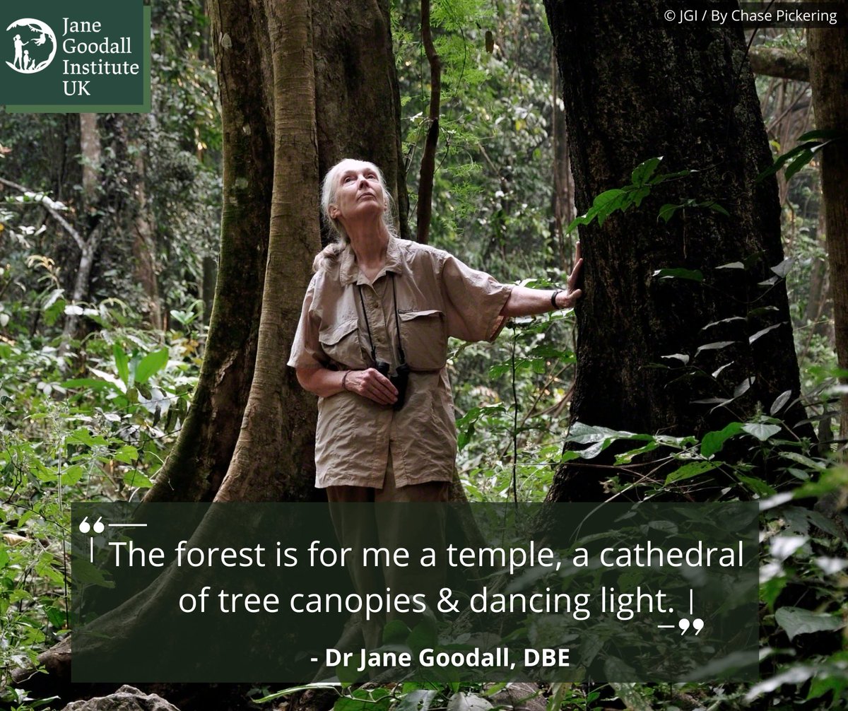 On <a href="/UN/">United Nations</a> #WorldForestDay we'd like to share some words of inspiration from our founder, Dr #JaneGoodall, DBE. 🌳Find out how we are delivering Dr Jane’s vision in the UK &amp; Africa, helping animals, people &amp; the environment: janegoodall.org.uk #Hope #ForestDay #IntlForestDay