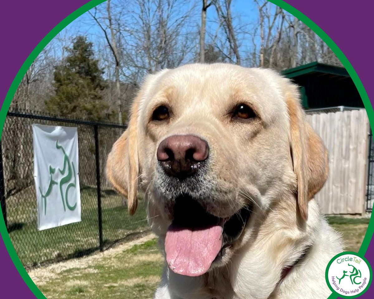 Tongue out Tuesday featuring Starling!

Starling had a brief stay on campus before leaving with foster Lauren.  Starling will be working on her advanced skills during visits to Mayerson JCC!

#circletail #helpingdogshelppeople #partnerswithpaws #tongueouttuesday