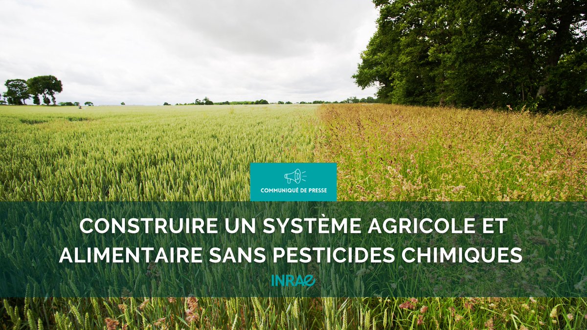 INRAE_France's tweet photo. #RP_INRAE « Agriculture européenne sans pesticides chimiques en 2050 ? » : résultats d'une prospective inédite #PacteVert 
👉3 scénarios explorés avec trajectoires de transition
👉Mesure d’impacts sur #souverainetéalimentaire et #environnement 
➡️ https://t.co/Si2oX2tKrF https://t.co/Lk2TrpV6V3