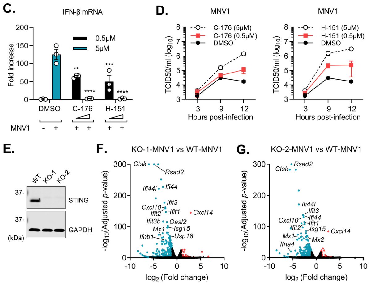 aminuSjahun's tweet photo. We found that inhibition or deletion of #STING, #cGAS, or #IFI16 in norovirus-infected cells resulted in a significant reduction in #interferon-β induction and an increase in viral replication, showing the importance of the cGAS-STING pathway in controlling #noroviruses. (3/7) https://t.co/kkvqxgXMAW