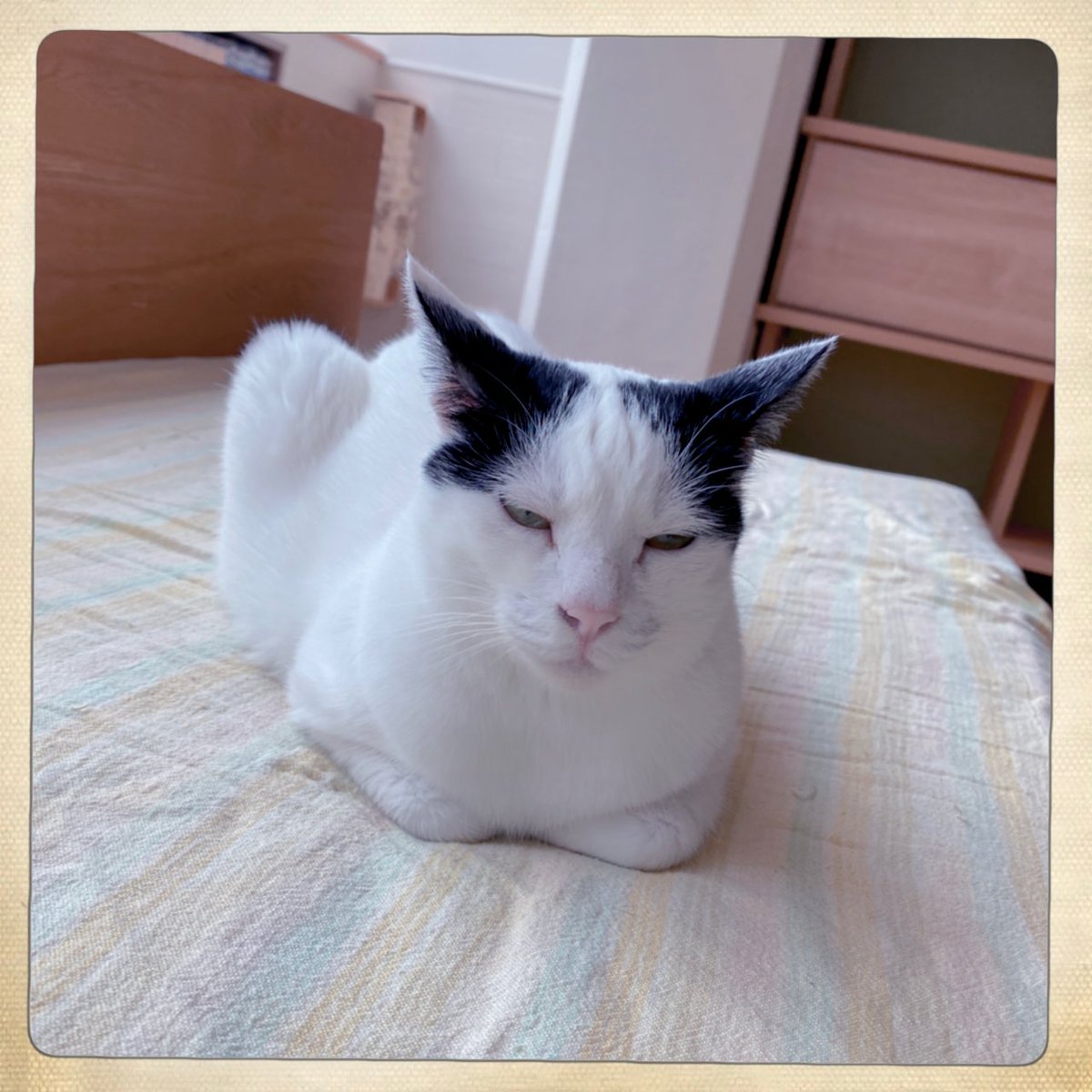 obi_wan_eclipse's tweet photo. #猫式 #猫 #cat #ShotoniPhone #Hipstamatic #BuzzMK1 #Inas1969 https://t.co/AvFq95PQxr