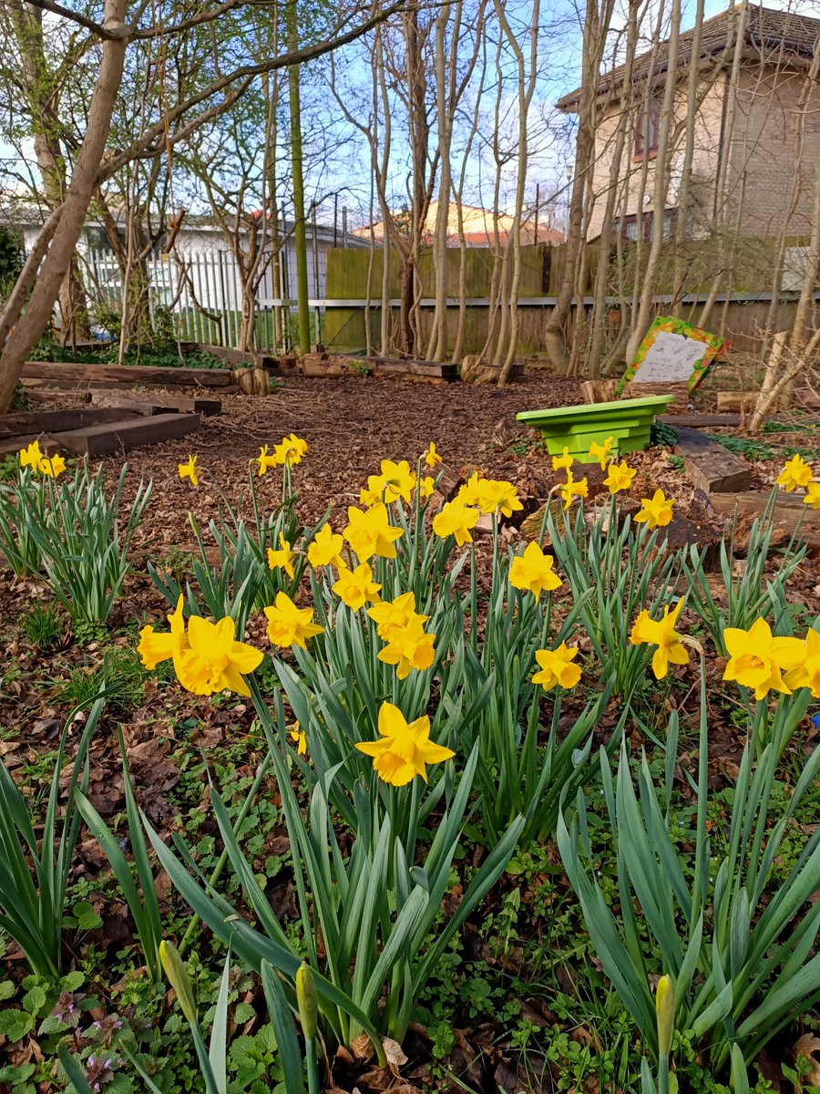 thewillowN17's tweet photo. Our wonderful small #forest in the #reception #school #playground with beautiful #daffodils to enjoy! #spring is definitely here. #thisistottenham #tottenham https://t.co/B8nSS6FwCK