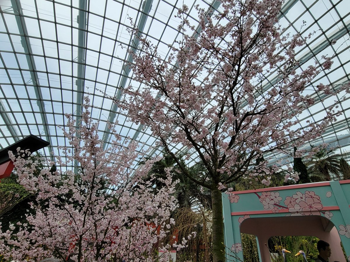 sdk703su's tweet photo. フラワードームの桜、キレイでした🌸
やっぱり、桜好きだわ💗

フラワードームはかなり寒かったので、行かれる方は羽織りもの必須です❗ https://t.co/51MWUKtQpP