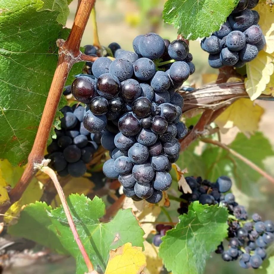 QuietMutiny's tweet image. From Instagram: instagr.am/p/CqDHYAFra-9/

🍷🌿 Quiet Mutiny's Rosé is not your ordinary wine! 🌿🍷 Take a look at these gorgeous Pinot Meunier bunches - the key ingredient in our delicious Rosé. Did you know that Pinot Meunier is actually a relative of Pinot Noir and Chardonn…