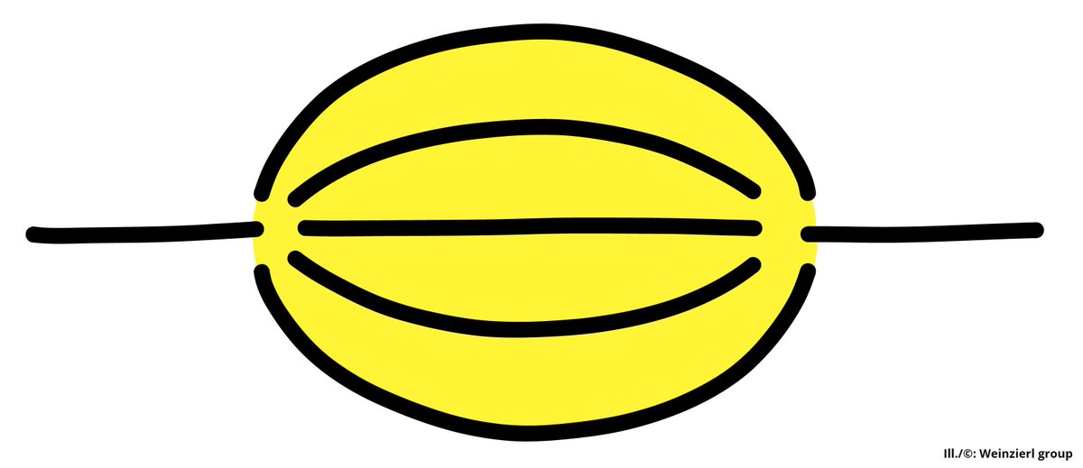 uni_mainz_eng's tweet image. New possibilities in the theoretical prediction of particle interactions // Scientists of #ClusterOfExcellencePRISMA+ at #UniMainz find a way to evaluate highly complex Feynman integrals press.uni-mainz.de/new-possibilit… #ParticlePhysics