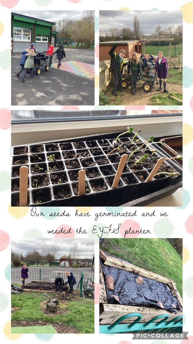 SJSB Laudato Si’ (@sjsblaudatosi) on Twitter photo LaudatoSi Club watered their germinating seedlings. Then we weeded the EYFS planter and covered it with a weed suppressant until the children are ready to plant. <a href="/StJosephStBede/">StJoseph StBede RCPS</a> <a href="/EcoSchools/">Eco-Schools England</a> LaudatoSi Club watered their germinating seedlings. Then we weeded the EYFS planter and covered it with a weed suppressant until the children are ready to plant. <a href="/StJosephStBede/">StJoseph StBede RCPS</a> <a href="/EcoSchools/">Eco-Schools England</a>