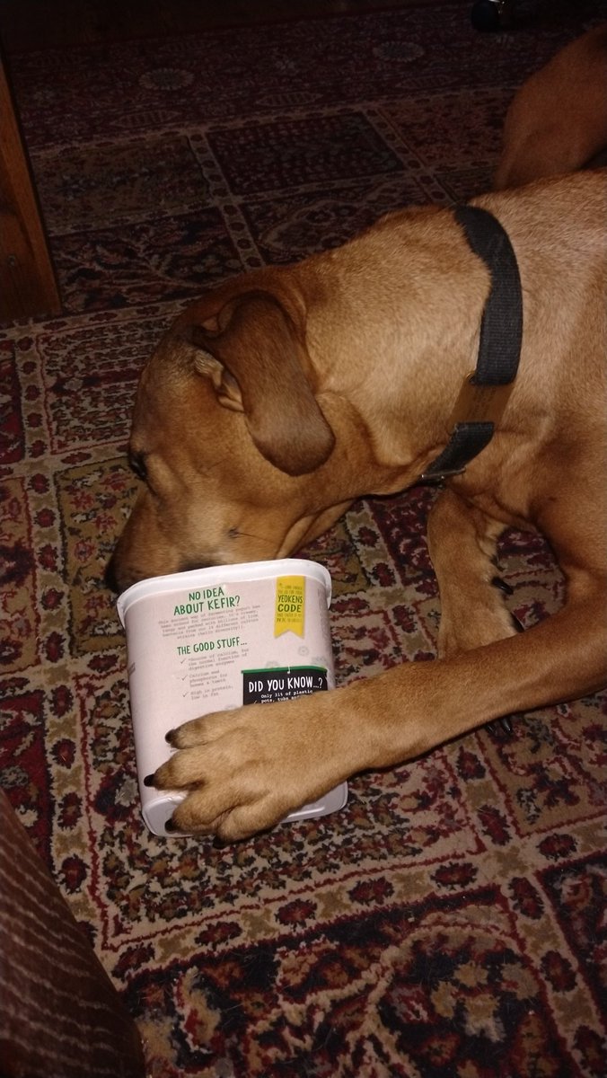 The hound likes saving me time. Little need to clean yoghurt pots for recycling when she's here.
@yeovalley #keffir is excellent!