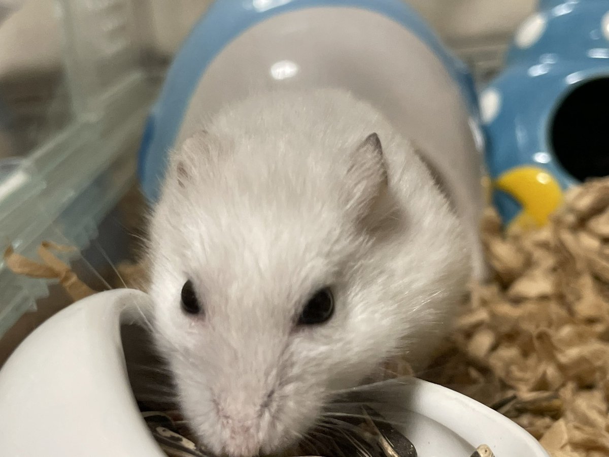 hlUutqn1jmsFbvW's tweet photo. ひま種を食べる前は痩せているねYou're skinny before you eat seeds. #さくらちゃん🌸 #CherryBloss... https://t.co/MeJ1ScMzPF @YouTubeより https://t.co/uLLBgIKGmh