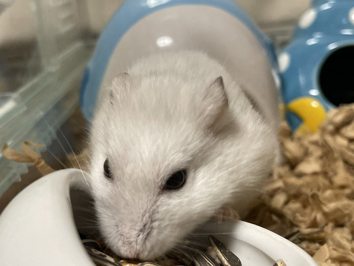 hlUutqn1jmsFbvW's tweet photo. ひま種を食べる前は痩せているねYou're skinny before you eat seeds. #さくらちゃん🌸 #CherryBloss... https://t.co/MeJ1ScMzPF @YouTubeより https://t.co/uLLBgIKGmh