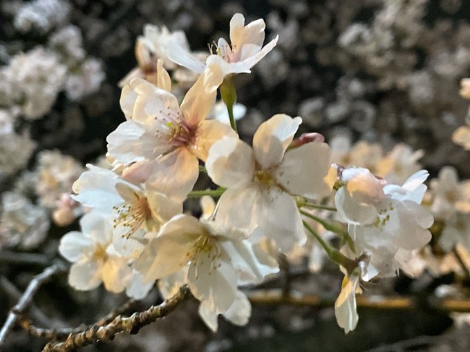 夜桜四重奏 