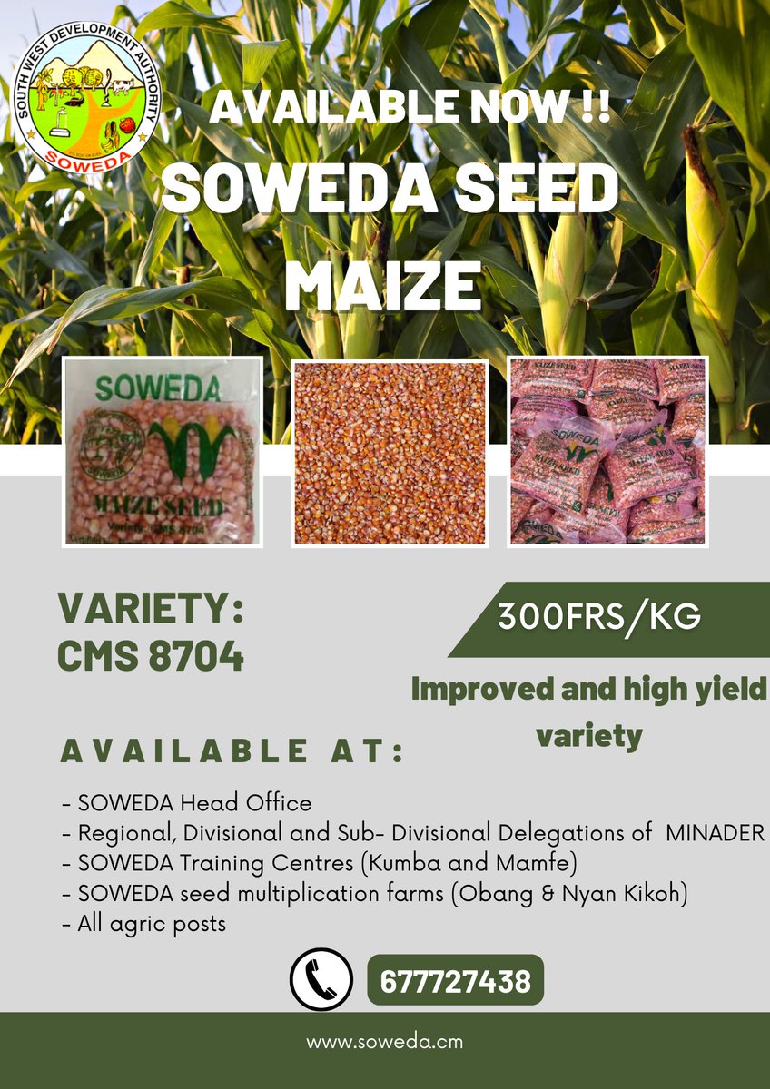 SOWEDA SEED MAIZE AVAILABLE