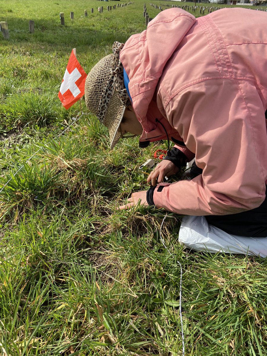 AllanEcology's tweet photo. This month on #PaNDiv we have Maeve Lin a masters student from @UZH_en and @WSL_research studying the effect of land use intensification on bryophytes 🚜 we love the extra Swiss plot flags 🇨🇭 https://t.co/f8D2UPPohq