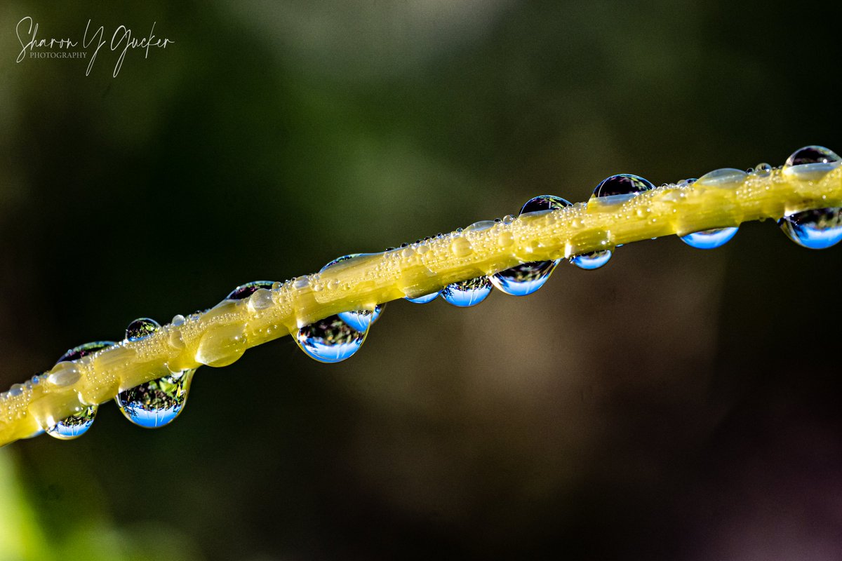 sygdesigns's tweet photo. Water drops
#waterdroplets #droplets #macrophotography #picoftheday #ThePhotoHour #MacroHour #macronature #TwitterNaturePhotography #NaturePhotography #nature #macromagic #Nikon #nikonphotography #nikoncreators #HappyTuesday #beautyinnature #dropsofwater #TwitterNatureCommunity https://t.co/aOjJ5ypSlM