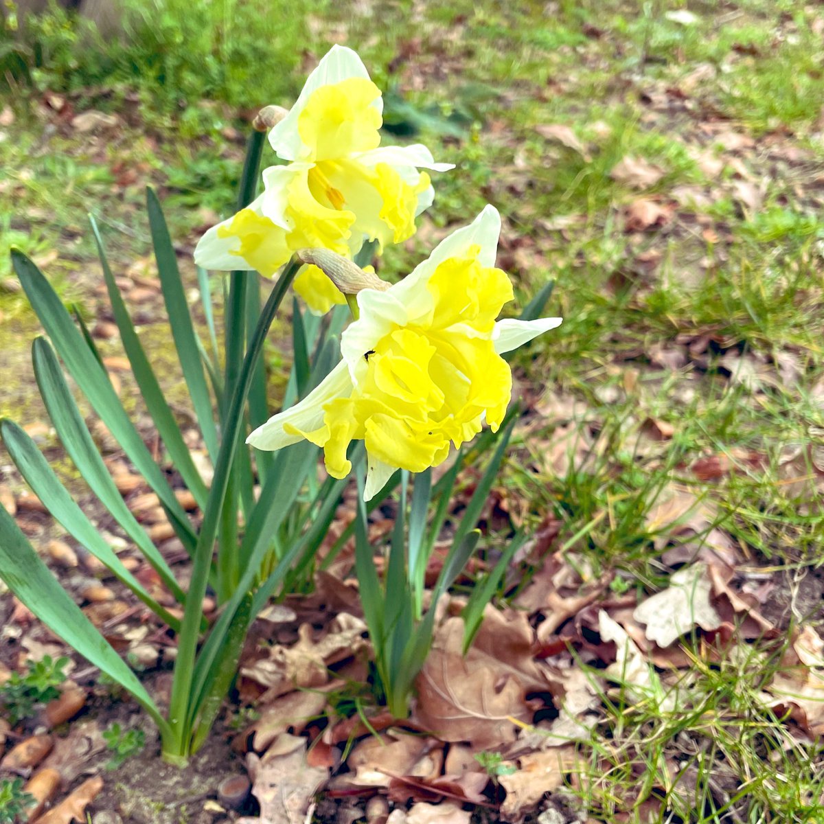 jlgrgn's tweet photo. Aujourd’hui, l’@IRSEM1 se met au vert pour une réflexion collective hors les murs sur sa #programmationscientifique
Les idées fusent !
Et en plus, c’est le printemps 🌸🌷 https://t.co/EnTZXrW1Kr