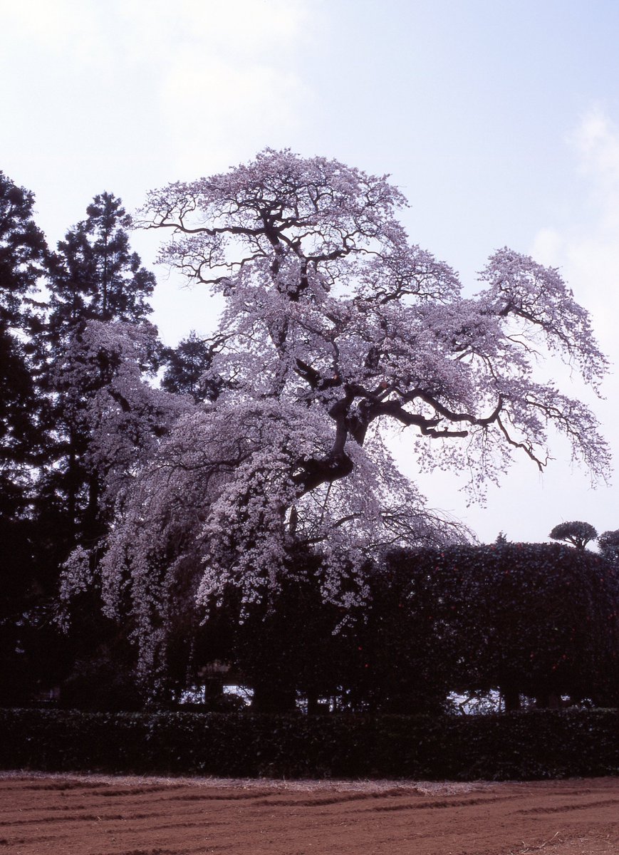 penkichi9's tweet photo. #つくば市 面野井の #桜 
2005.4

しばらく見に行ってません。

明日もいい日に。

#camera #Mamiya #645ProTL 
#lens #CSekor80mm F1.9 
#film #Fuji #Velvia100 
#中判 #花 
#茨城県 #mediumformat 
#filmphotography https://t.co/wZN4fWnEBG