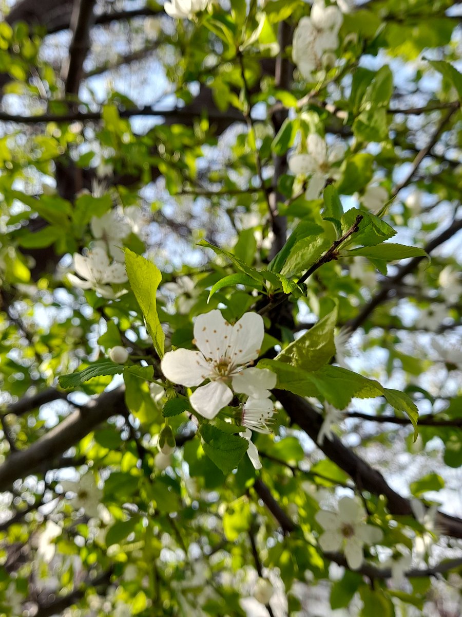 #Nevruz
#Baharbayramı 
#Welcomespring
#Hoşgeldinbahar
#Springcelebration
Hoşgeldin Bahar 🌸