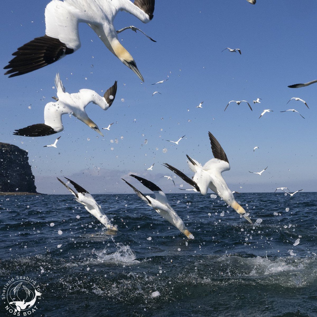 Club-wide talk reminder! Tomorrow is our members’ talk “My Shetland Bird Photography Year” by Rebecca Nason. We'll be treated to images of rare & common species as Rebecca charts her photographic journey post-lockdown, providing an insight into living/working/birding on Shetland