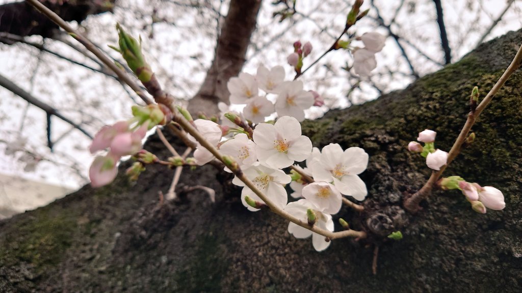 隅田川は墨堤桜まつりが始まりましたが桜はまだ五分咲き程度🌸
見頃となるまで春を楽しめそうです
#桜