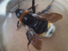 A fantastic 33 species of bee were recorded last year at Wadsley and Loxley Common, by the keen Commoners. Their list included Clarke's Mining Bee, Bilberry Mining Bee, Brown-footed Leafcutter Bee and this lovely Vestal Cuckoo Bee.