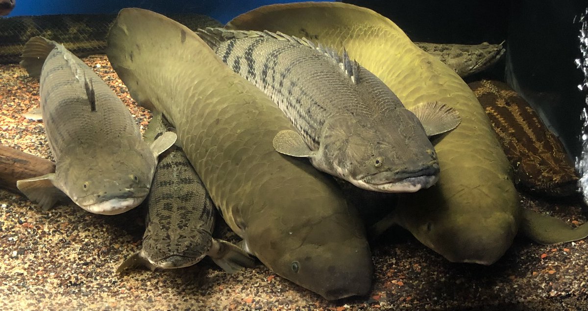 AncientHao's tweet image. Pile. #polypterus #australianlungfish