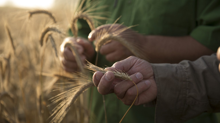 RT_com's tweet photo. Russia ready to deliver free grain to Africa – Putin

https://t.co/BjJ3SXxtC4 https://t.co/QlAGJNqtss