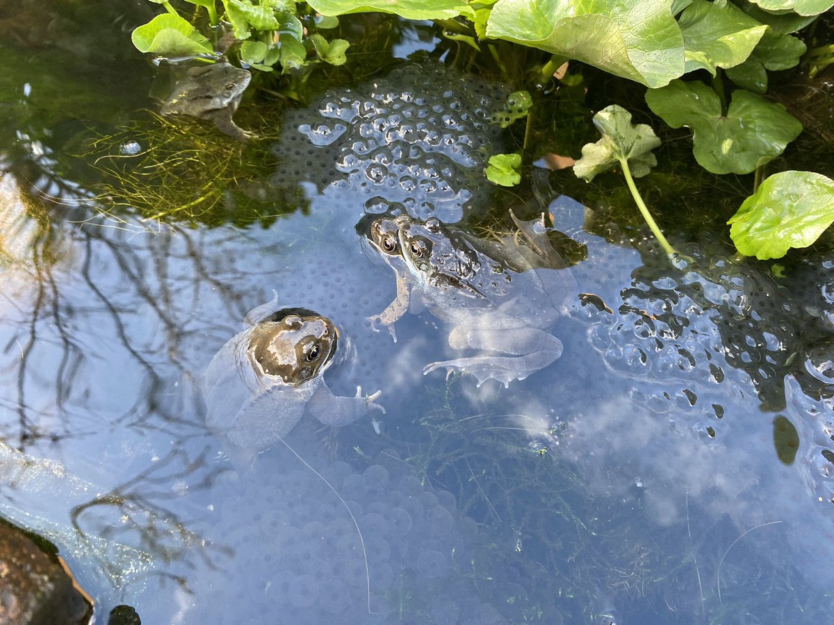 First of the #frogspawn is here! <a href="/BBCSpringwatch/">BBC Springwatch</a> #frogs #Springwatch #mygarden