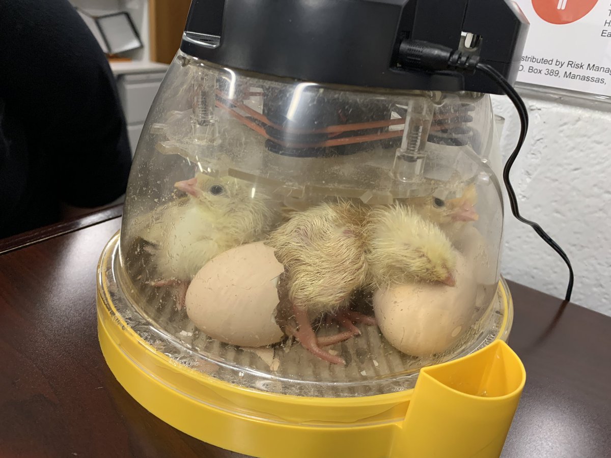 carolynvibbert's tweet photo. Chicks everywhere!!! These are our office babies! #PWCSHatch #SudleyFamily https://t.co/mvTy8uDyMO