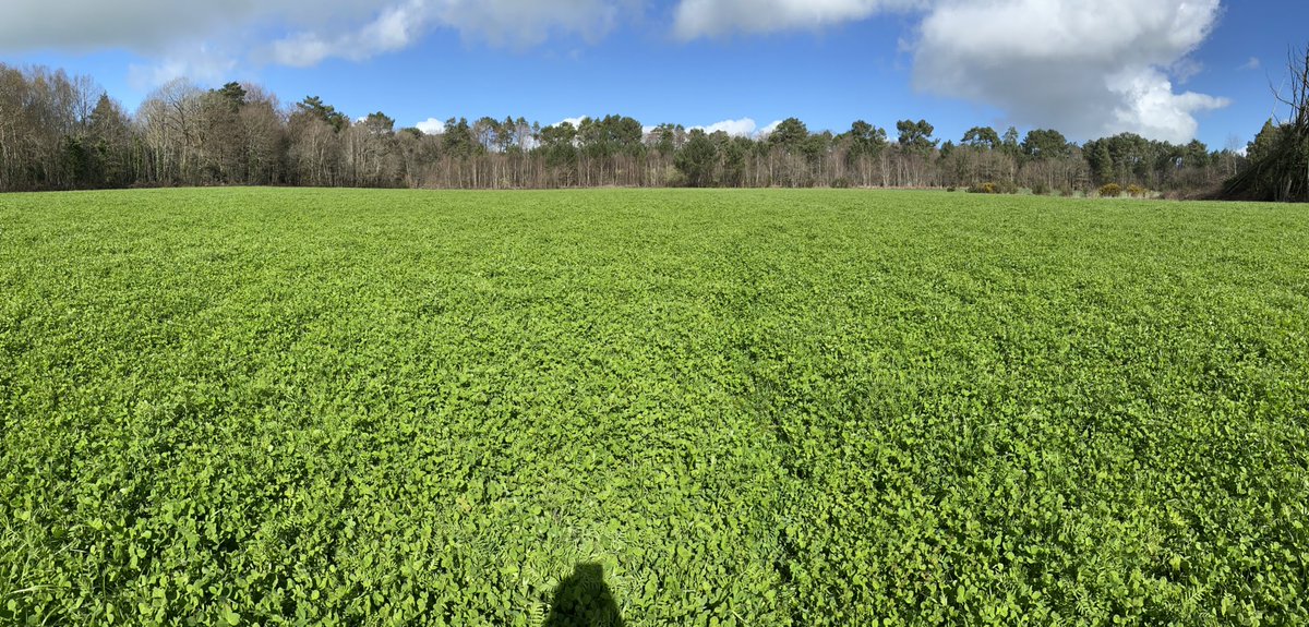Un TC c’est aussi un lanceur d’idées pour une agriculture aux attentes de demain! Mélange 100% légumineuse annuel <a href="/Semences_France/">Semences de France</a> pour aucun apport d’engrais et baisser la conso de correcteur azotés des 🐄🥛🇫🇷<a href="/MoisdonNegoce/">Moisdon Negoce</a> <a href="/NegoceAgricole/">Le Négoce Agricole</a> <a href="/TerrenetFR/">Terre-net.fr</a> <a href="/agrodisT/">Agrodistribution</a> <a href="/agriculteursBzh/">AgriculteursBretagne</a>