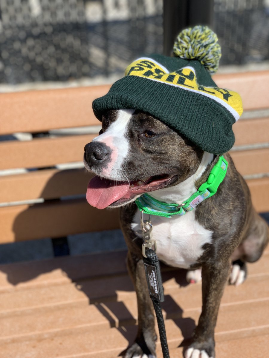 Pennsylvania SPCA tweet media
