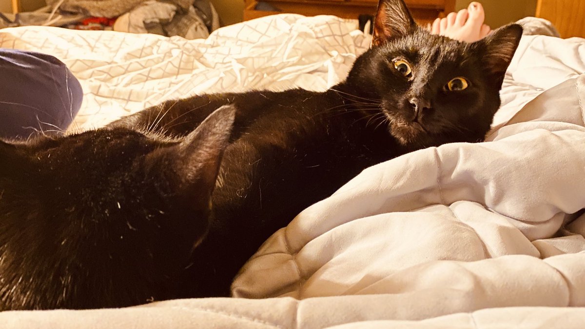 VascoCat's tweet photo. Vasco and Nico visiting us in bed https://t.co/TPcjioSIhE