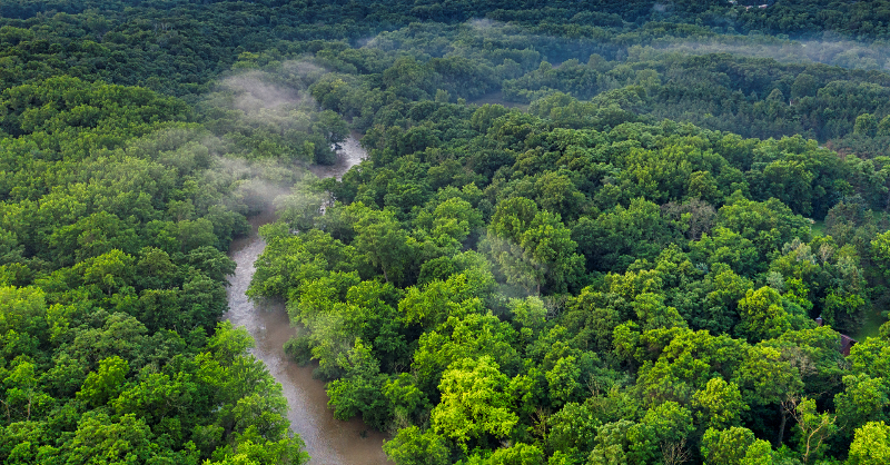 CMNUCC's tweet photo. Hoy en el Día Internacional de los Bosques te invitamos a conocer más sobre el papel de REDD+ en la protección de los #bosques.

Lee el artículo completo aquí.

#DiaInternacionaldelosBosques 🌳