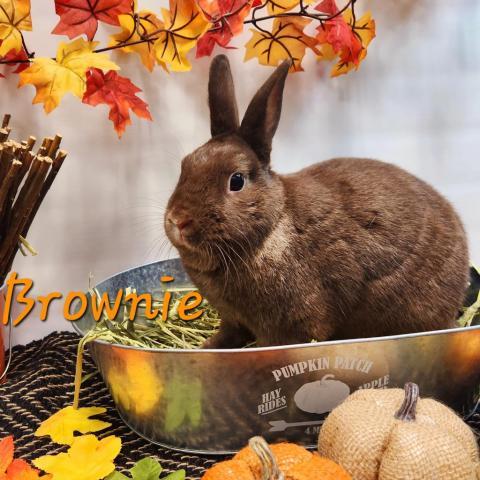 Brownie is an adult American from #HamptonBays, NY. petfinder.com/petdetail/5752…