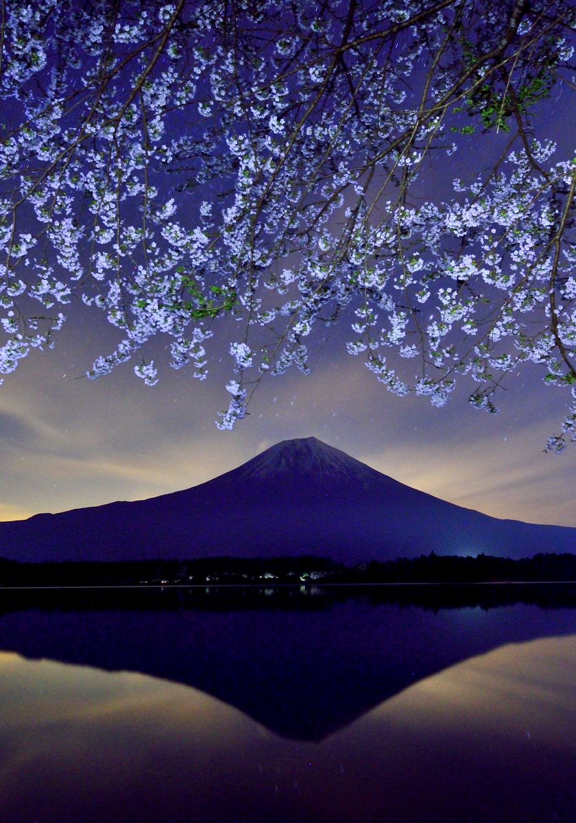 田貫湖からの桜と富士山です。幻想的な光景でした。 過去の作品