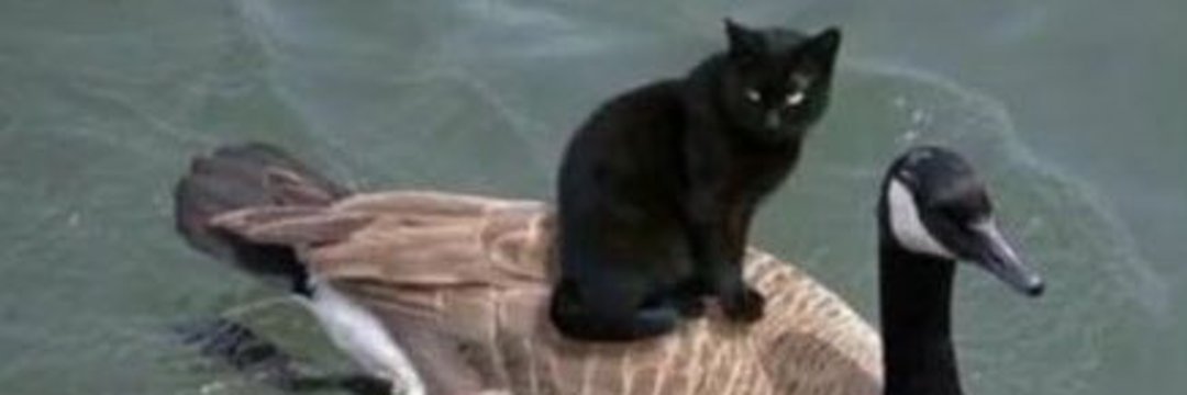 Catloverig's tweet photo. #cat #CheltenhamFestival #ChampionsLeague #cabinetreshuffle https://t.co/2qnXBxixH0