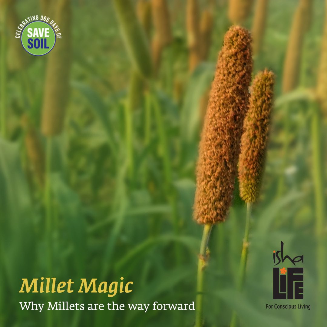 Ishalifeindia's tweet photo. Celebrate one year of Save Soil with millets.
Try millets in your daily diet!

Show Now
Link in bio

#millets #yearofmillets #pranic #pranicfood #pranicrecipes #superfoodnutrition #ishayoga #highernutritionalvalue #heatresistant #droughtresistant #pestresistant #allsoiltypes #shreeannan #milletmagic #greatforsoil #yogicwisdom #yogicscience #yogicsuperfood #ishafoundation #sadhguruwisdom #ishalife