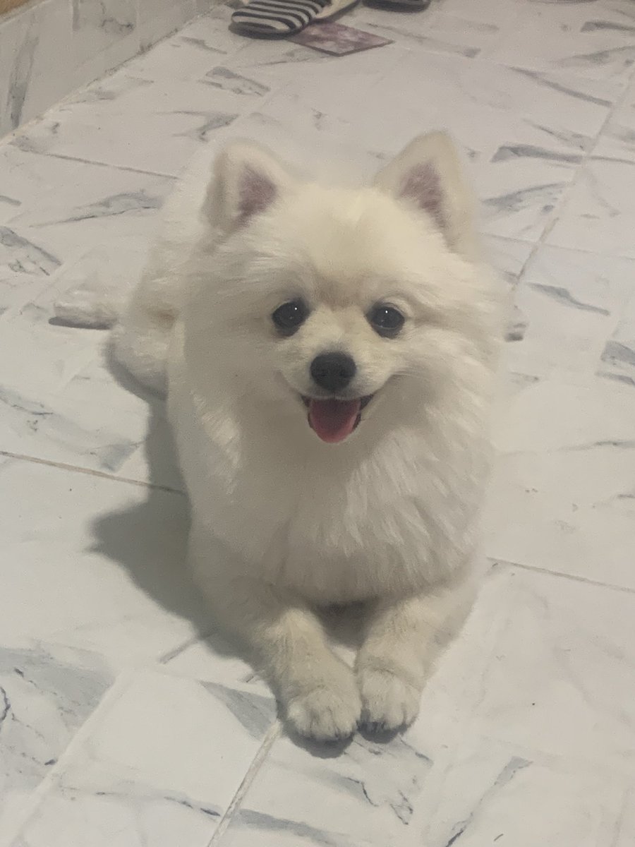 เจ้าหมาน้อยยยตัดขนแล้ว